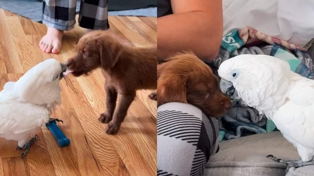 Video: Owner Shares How Golden Retriever Puppy & Cockatoo Get Along