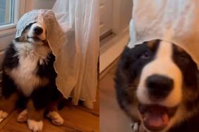 Bernese Mountain puppy video