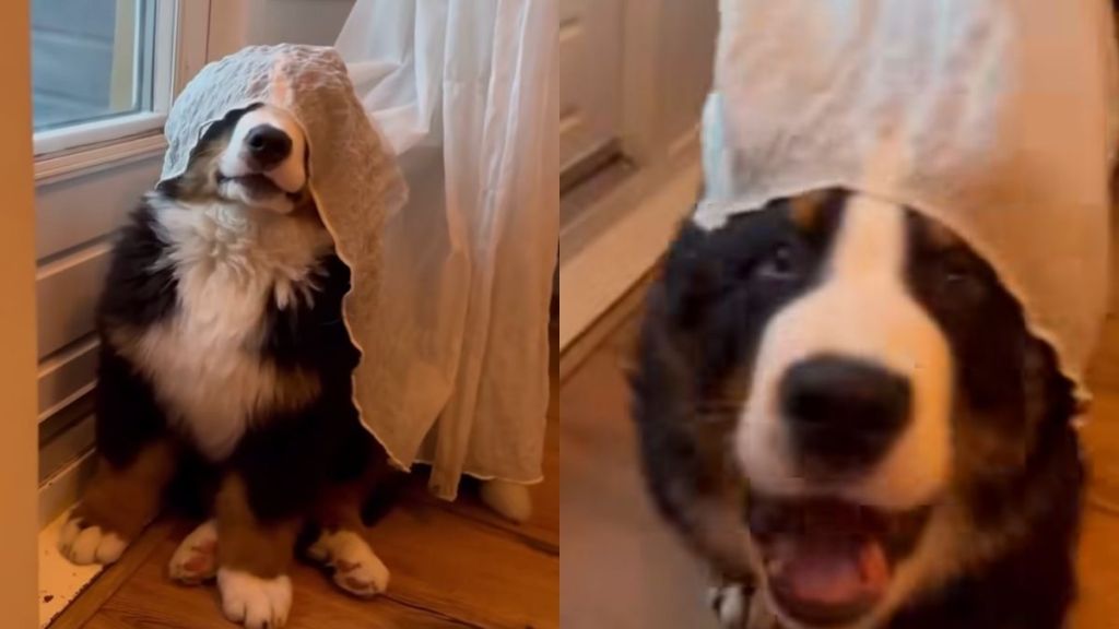 Bernese Mountain puppy video
