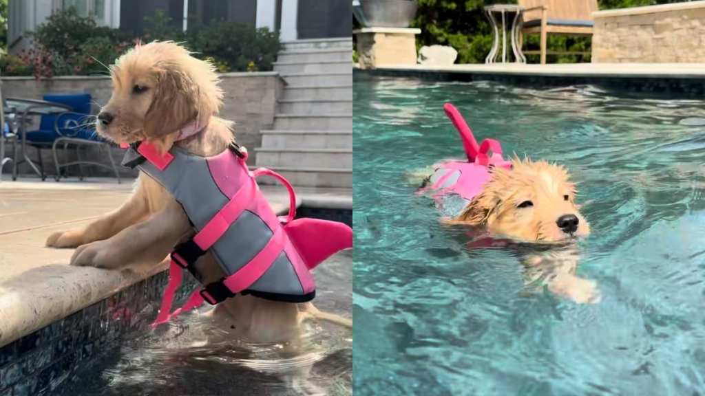 Golden Retriever puppy swimming video