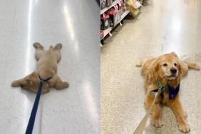 Golden Retriever puppy lazy video