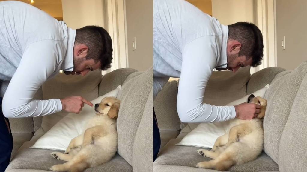 Video: ‘Cute’ Puppy Earns Free Pass From Punishment Despite Being in Trouble