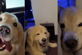 Golden Retriever flight video