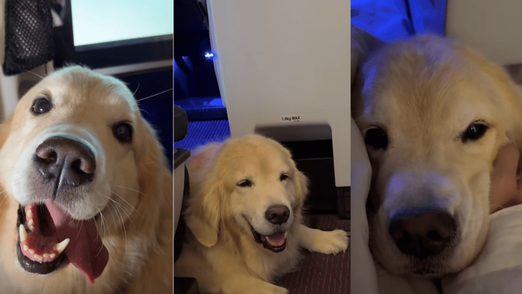 Golden Retriever flight video