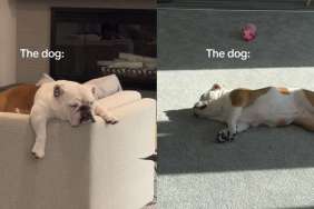 dog video