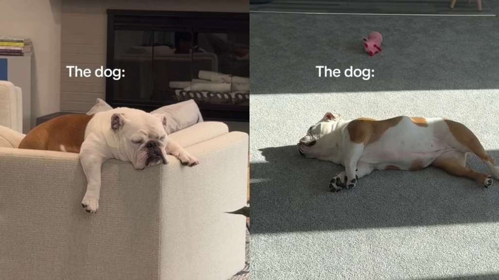 dog video