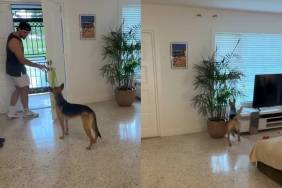 rescue puppy video