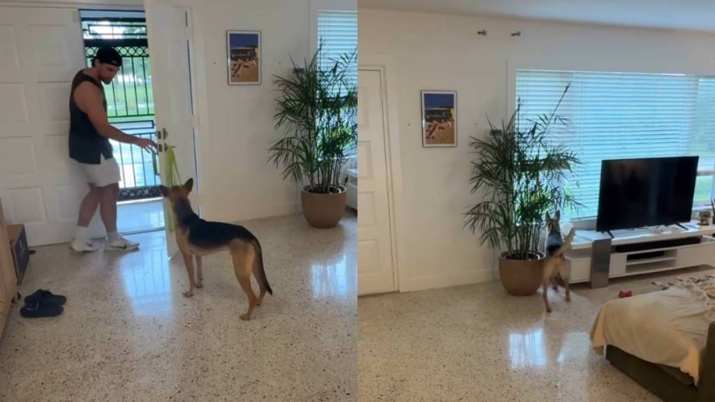 rescue puppy video