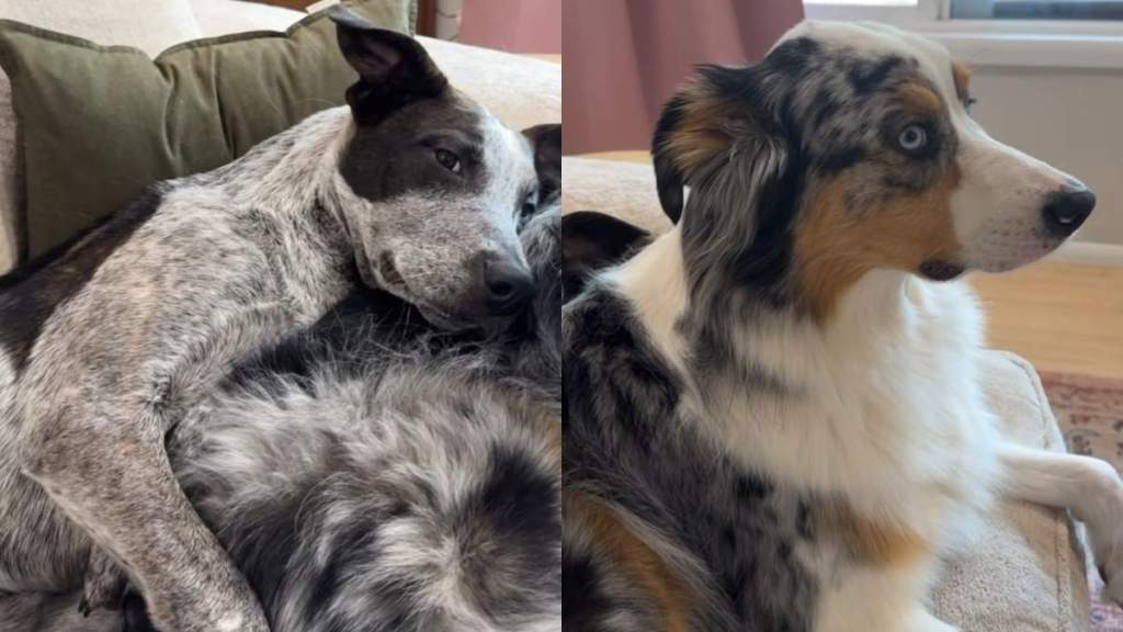 foster dog video