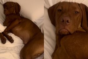 dog bed video