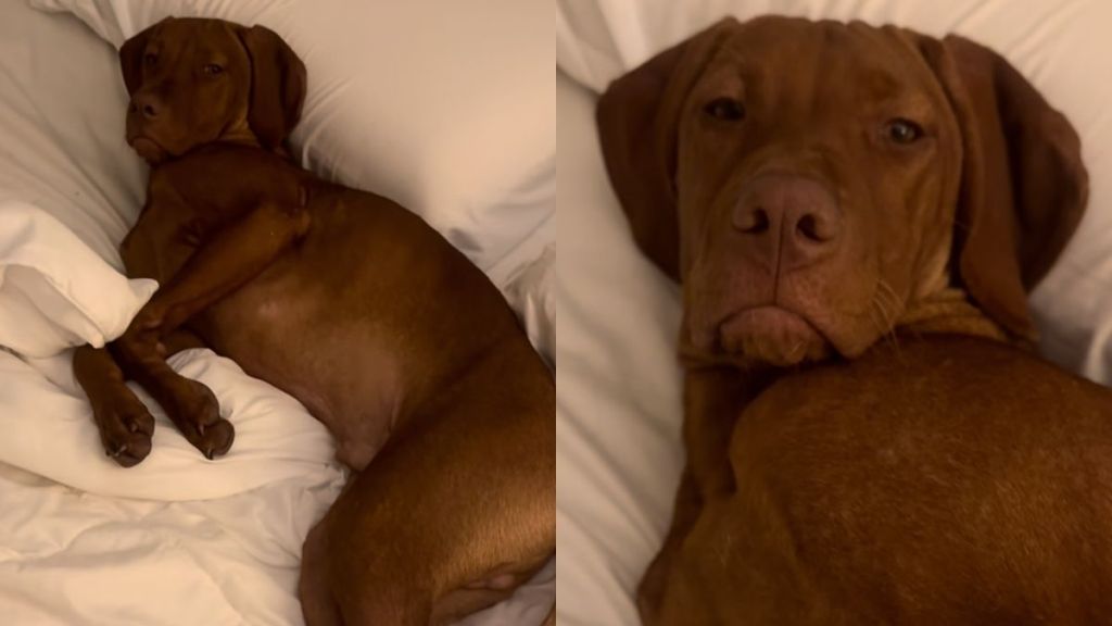 dog bed video
