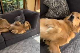 Golden Retriever belly rub video