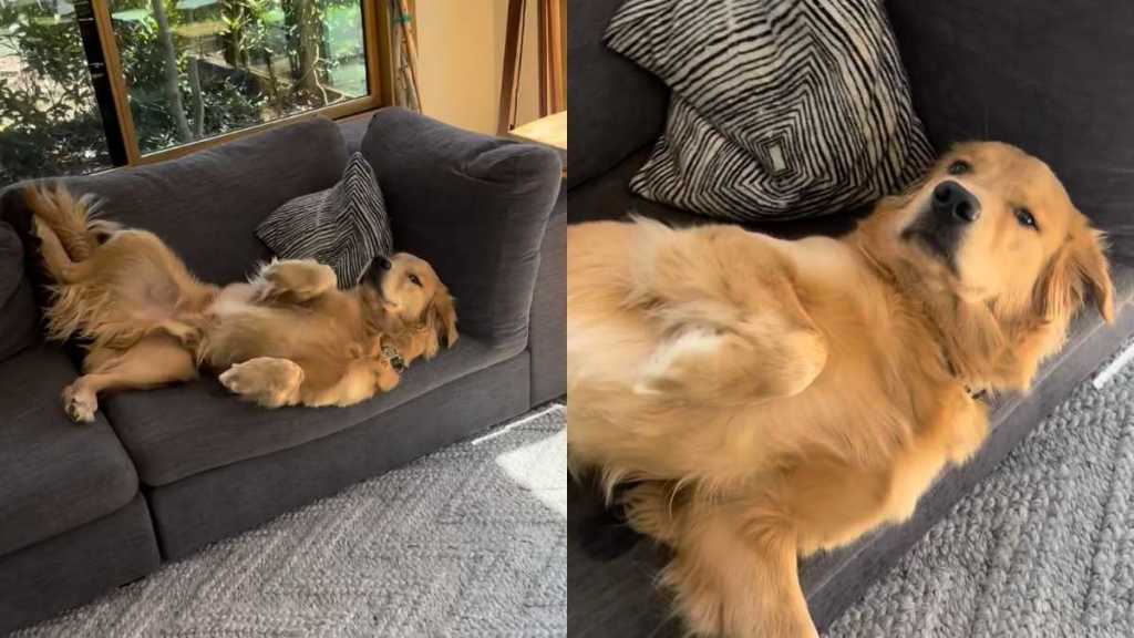 Golden Retriever belly rub video