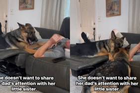 Video: Dog Guards Dad to Stop Her Furry Sister From Getting Alone Time With Him