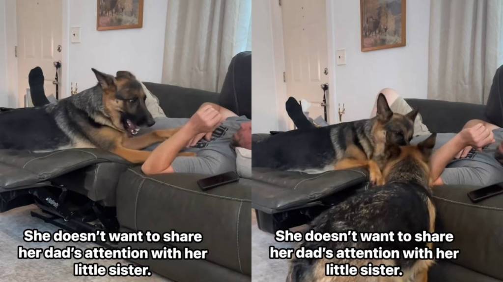 Video: Dog Guards Dad to Stop Her Furry Sister From Getting Alone Time With Him