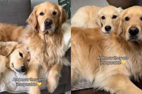 Golden Retriever video