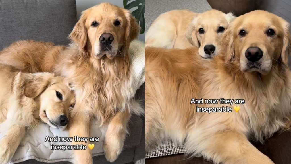 Golden Retriever video