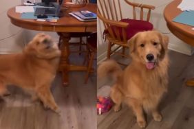 Golden Retriever kibble video