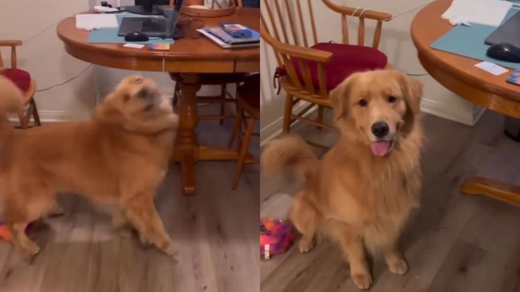 Golden Retriever kibble video