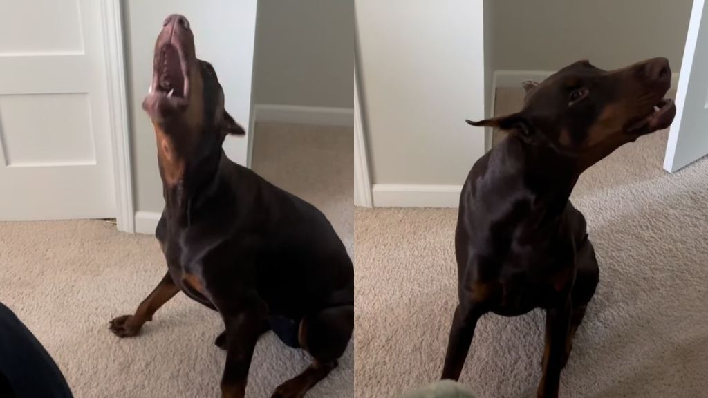 dog beefing owner video