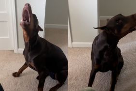 dog beefing owner video