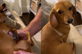 dog Dachshund video