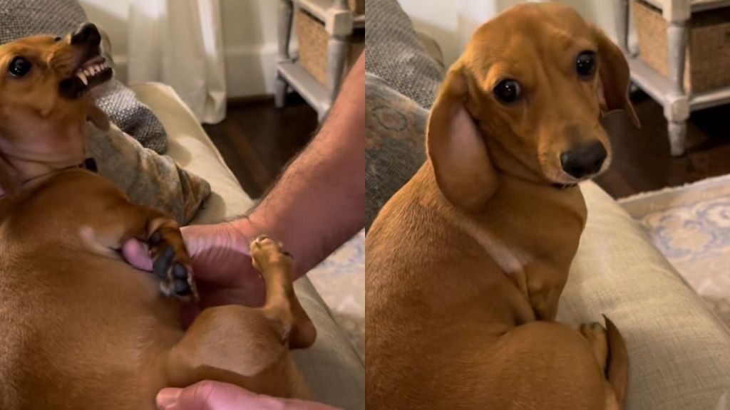 dog Dachshund video