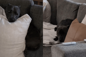 Video: Dog Does This to Protect Herself From Windy Weather