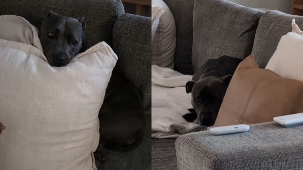 Video: Dog Does This to Protect Herself From Windy Weather