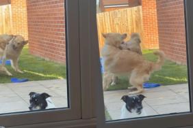 Golden Retriever video
