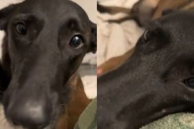 Video: Dog Learns to Paw on His Own & Can’t Stop Using It on Owner