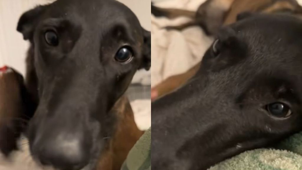 Video: Dog Learns to Paw on His Own & Can’t Stop Using It on Owner