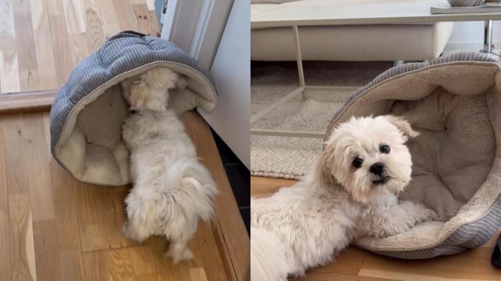 Video: Dog Wants To Catch up on Remaining Sleep So He Moves His Bed Around