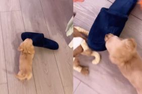 puppy slipper video