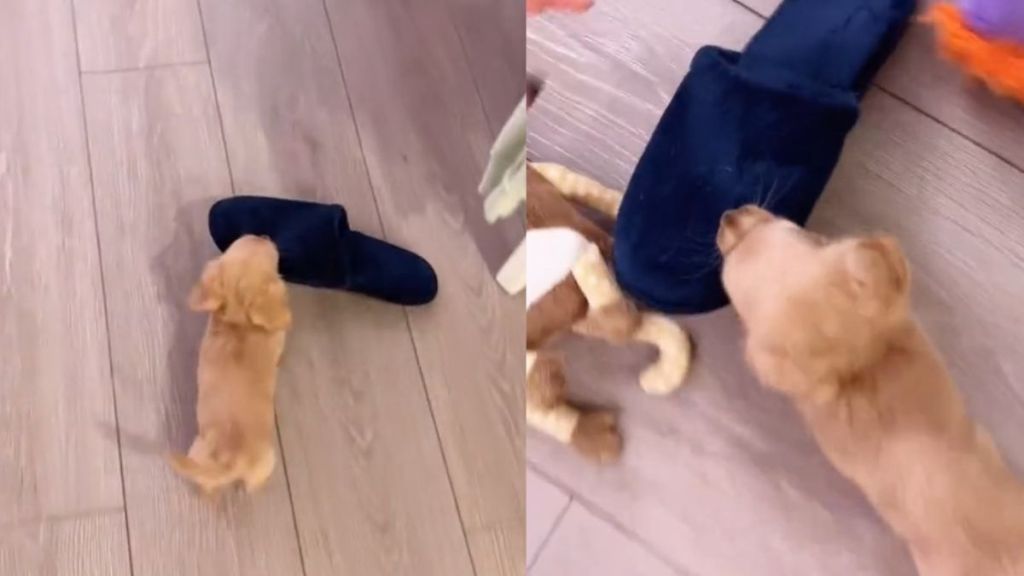 puppy slipper video