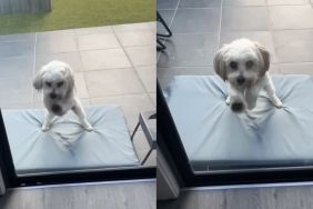 dog door video