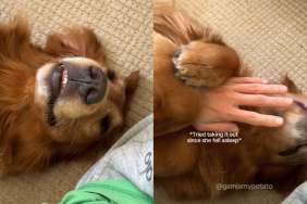 Video: Golden Retriever Refuses to Sleep Without Wrapping Owner's Hand Around Hers