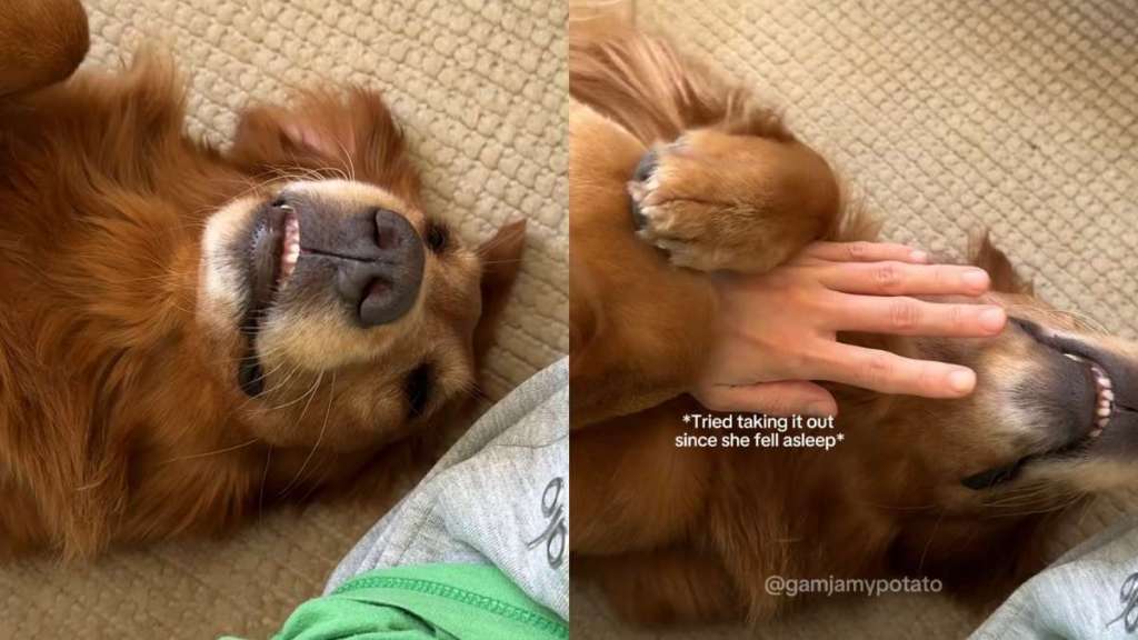 Video: Golden Retriever Refuses to Sleep Without Wrapping Owner's Hand Around Hers