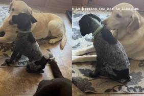 puppy dog video