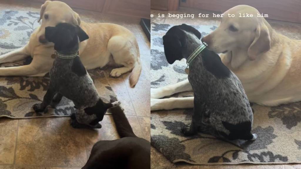 puppy dog video