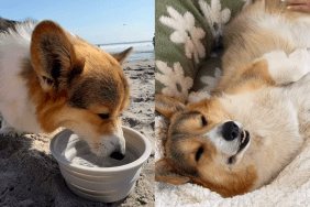 corgi video