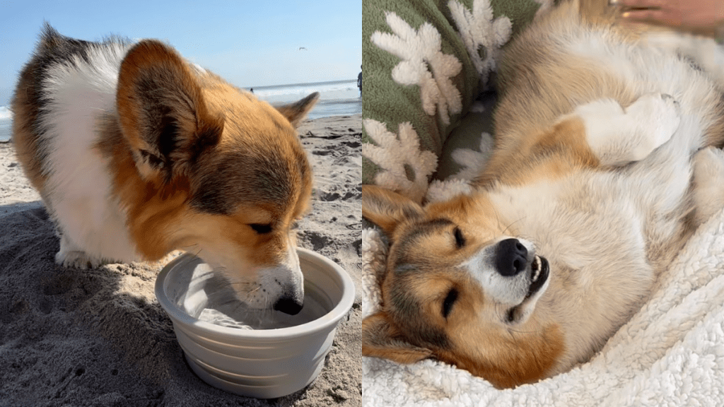corgi video
