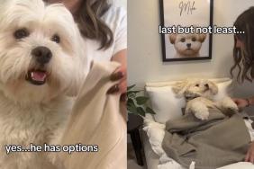 Video: Dog Mom Proves She Is a ‘Full-Time Maid’ to Her Maltipoo