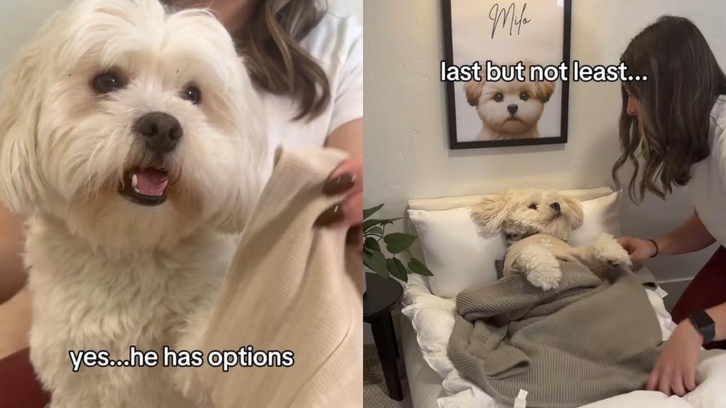 Video: Dog Mom Proves She Is a ‘Full-Time Maid’ to Her Maltipoo
