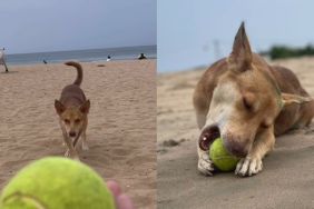 Human dog beach video