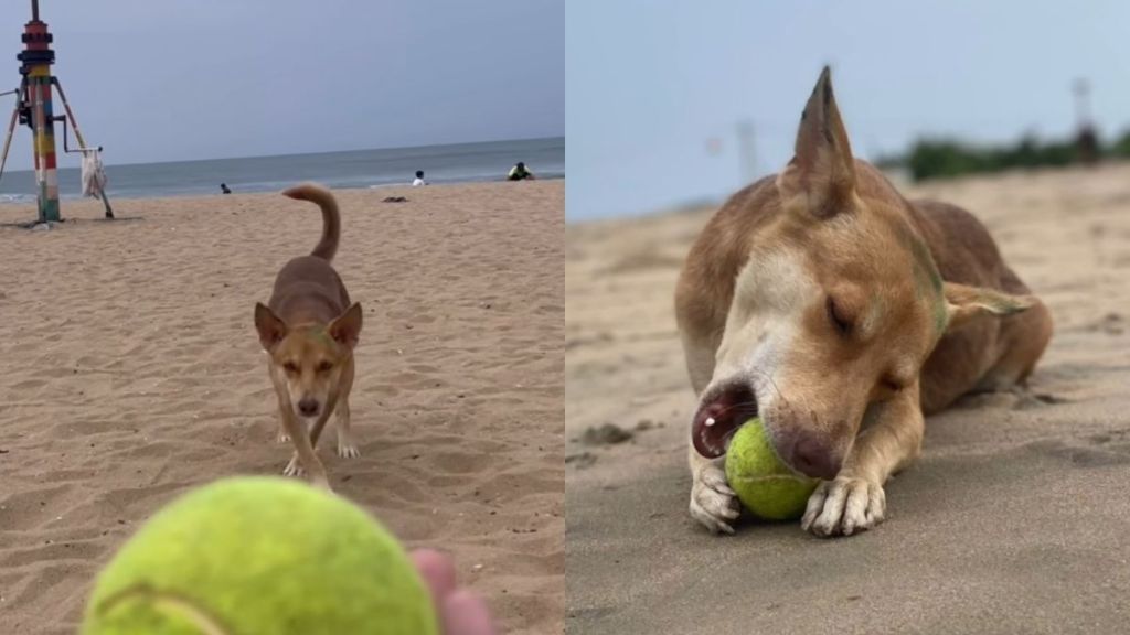 Human dog beach video