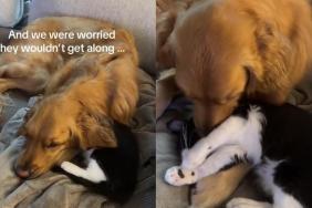 Golden Retriever cat video