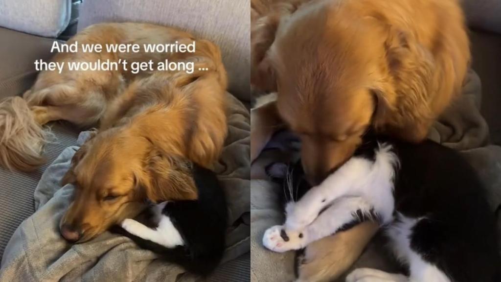 Golden Retriever cat video