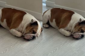 Bulldog video
