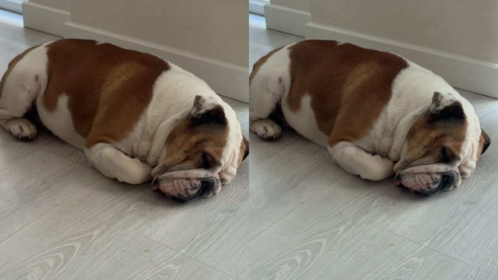 Bulldog video